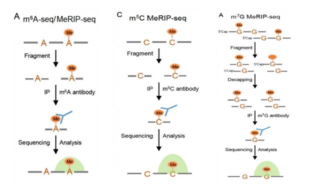 MeRIP-seq technology on mRNA (Yang et al., 2023)