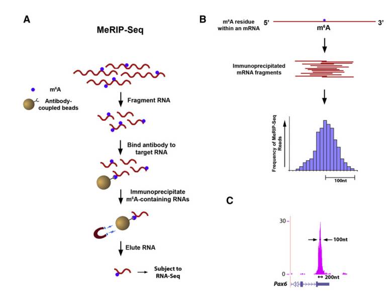 Methods for detecting RNA methylation via MeRIP seq (Kate et al., 2012)