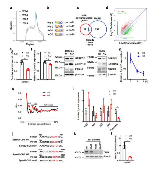 Proﬁles of the m6A distribution across the transcriptome in different samples (Yin et al., 2021)