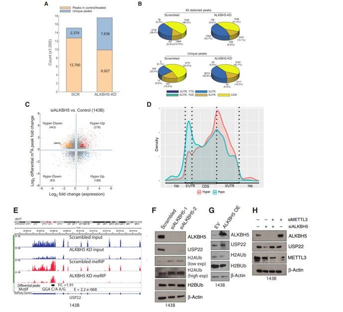 Differences of m6A methylation level between control and ALKBH5-silenced OS cells (Pooja et al., 2022)