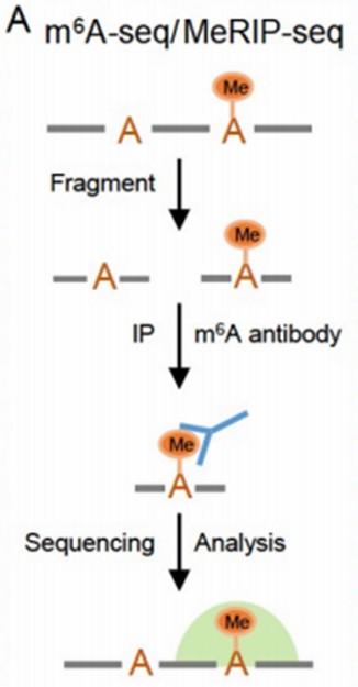 MeRIP-seq for Detecting RNA methylation: An Overview