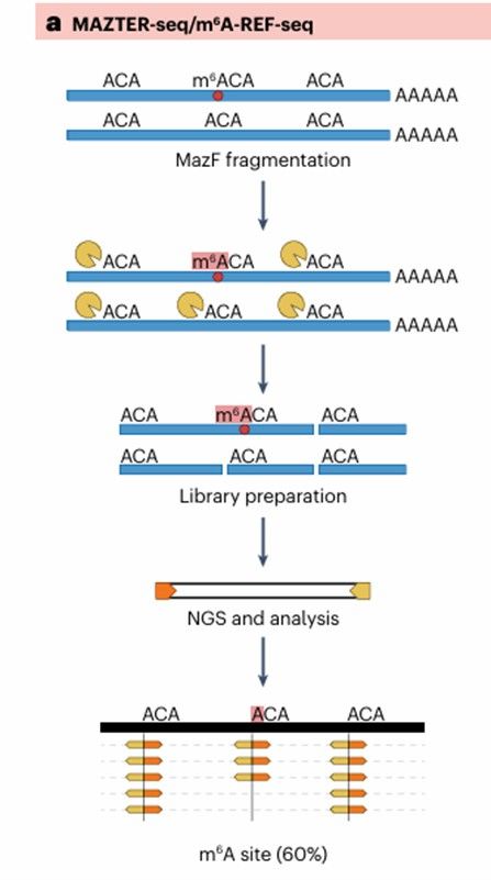 Methods based on differential enzymatic sensitivity of Merip-seq profilling (Michal et al., 2024)