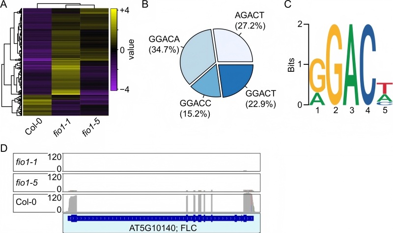 Figure 7 showing Nanopore DRS mapping of global m6A methylation distribution and high-resolution sequence coverage at the FLC locus in Arabidopsis thaliana.