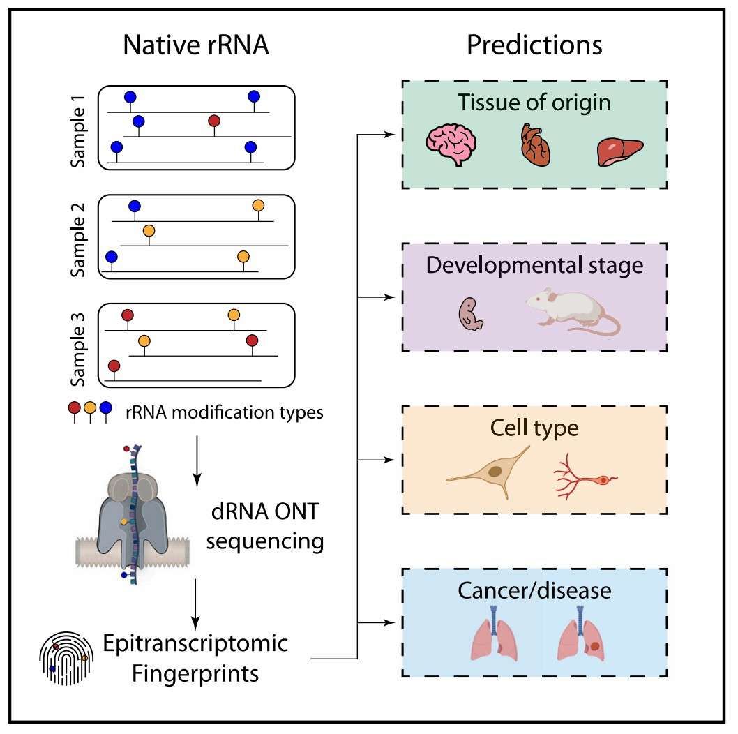 Histone Modification Dynamics: Advanced Detection Technologies and Clinical Translation