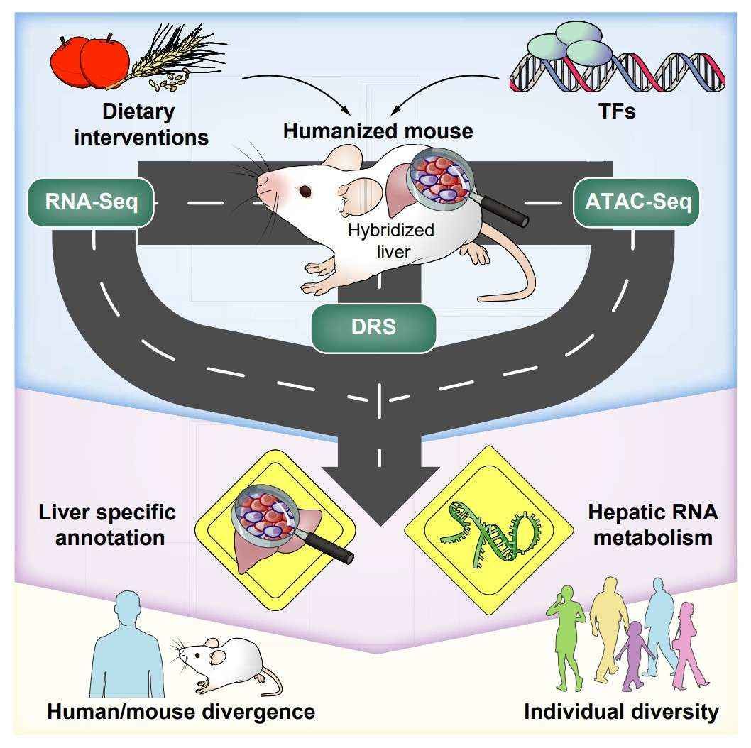 Multi-omics profiling of metabolic dynamics in humanized mouse livers under dietary interventions (Jiang et al., 2024)
