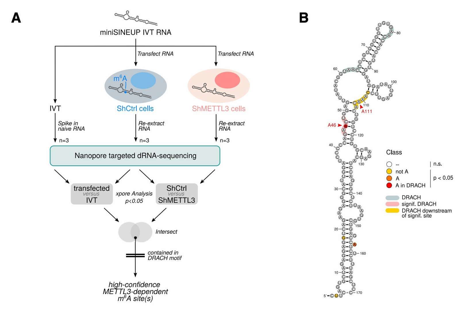 Functional validation of m6A-mediated SINEUP RNA translation enhancement via METTL3 knockout (Pierattini et al., 2023)