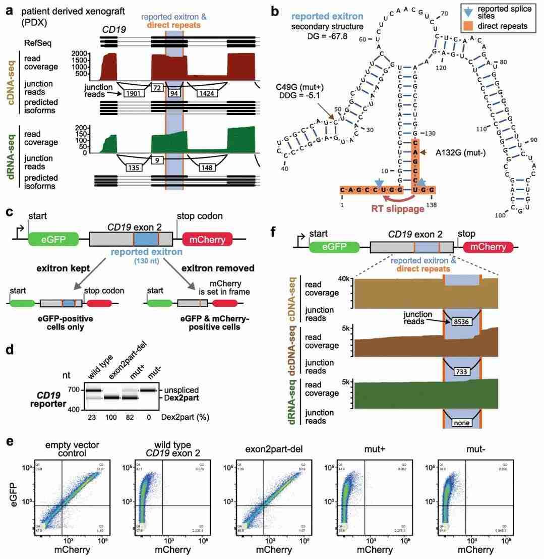 DRS-based splice variant analysis resolves CD19 exon 2 reverse transcription artifacts (Schulz et al., 2021)