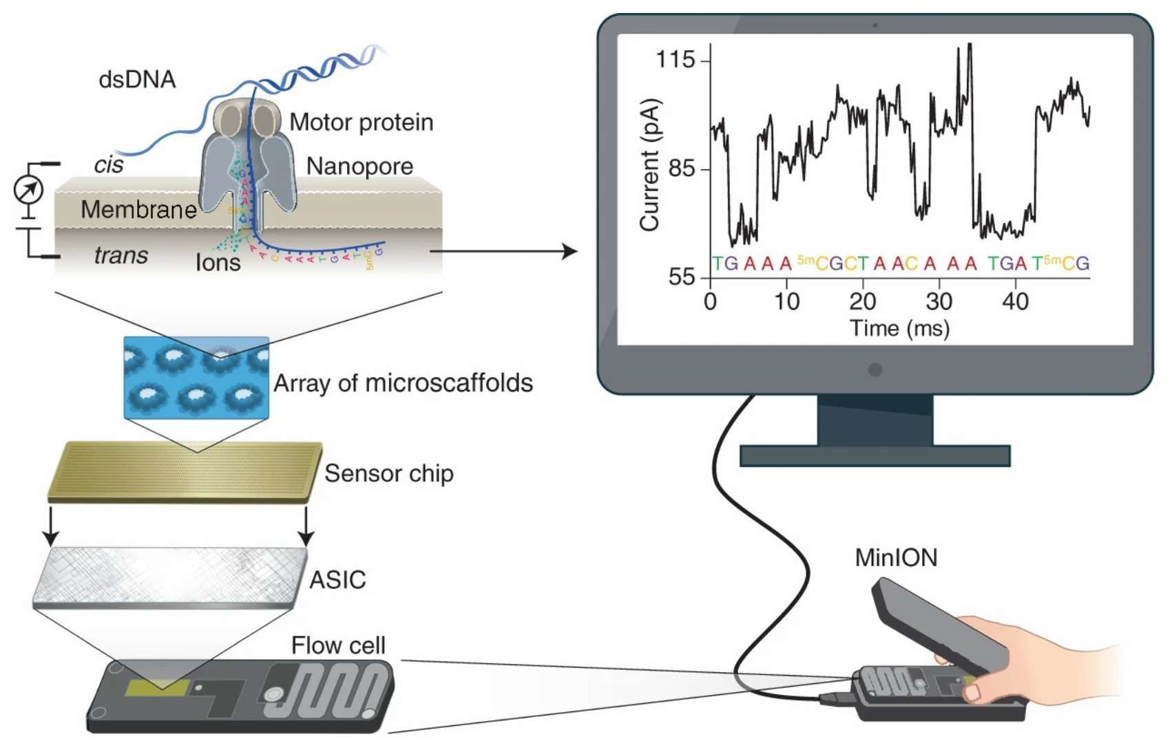 Nanopore sequencing mechanism diagram (Wang et al., 2021)