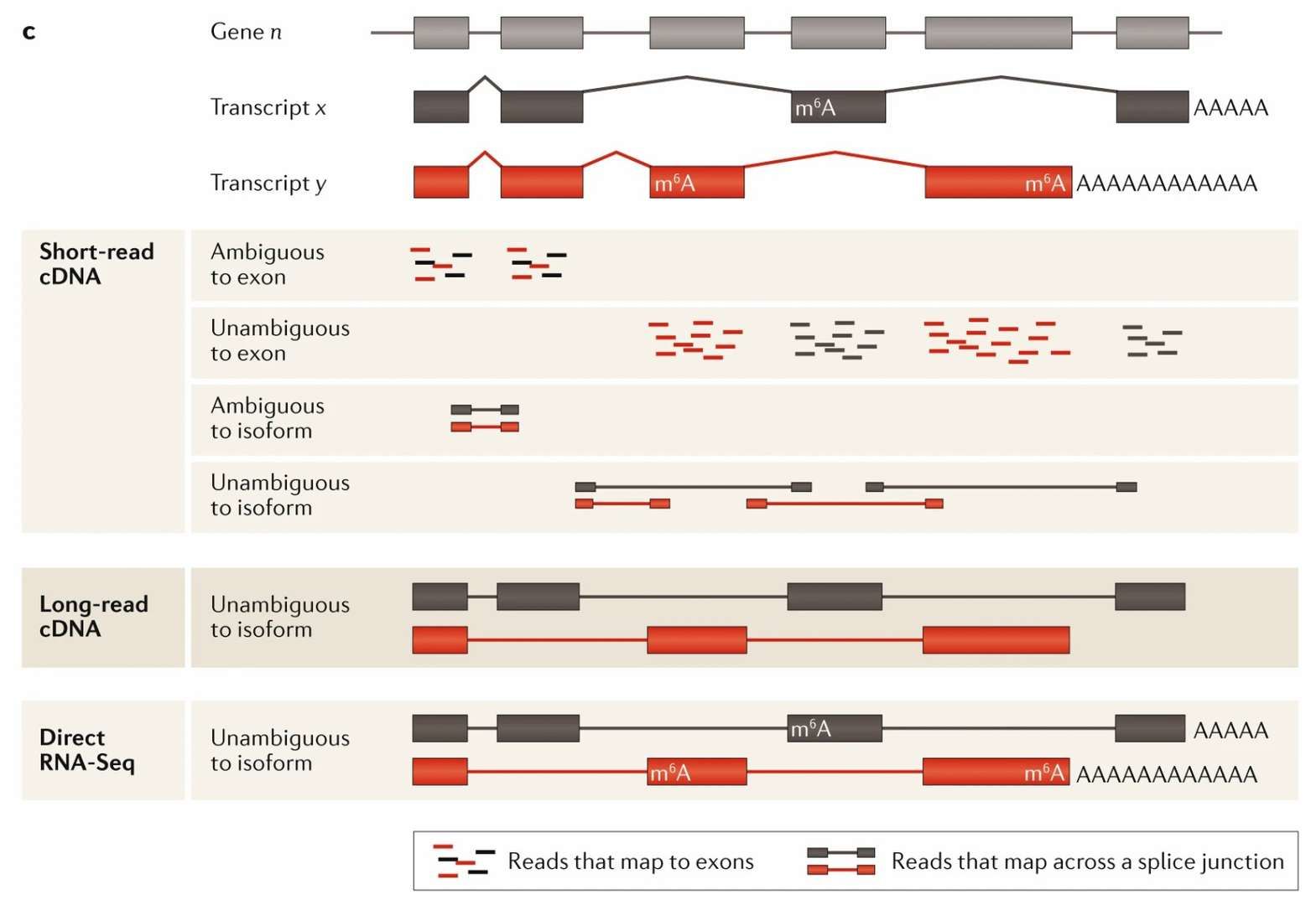 Short-read vs. long-read vs. direct RNA-seq methodologies comparison (Stark et al., 2019)