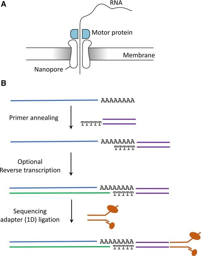 ONT direct RNA library construction protocol (Jonkhout et al., 2017)