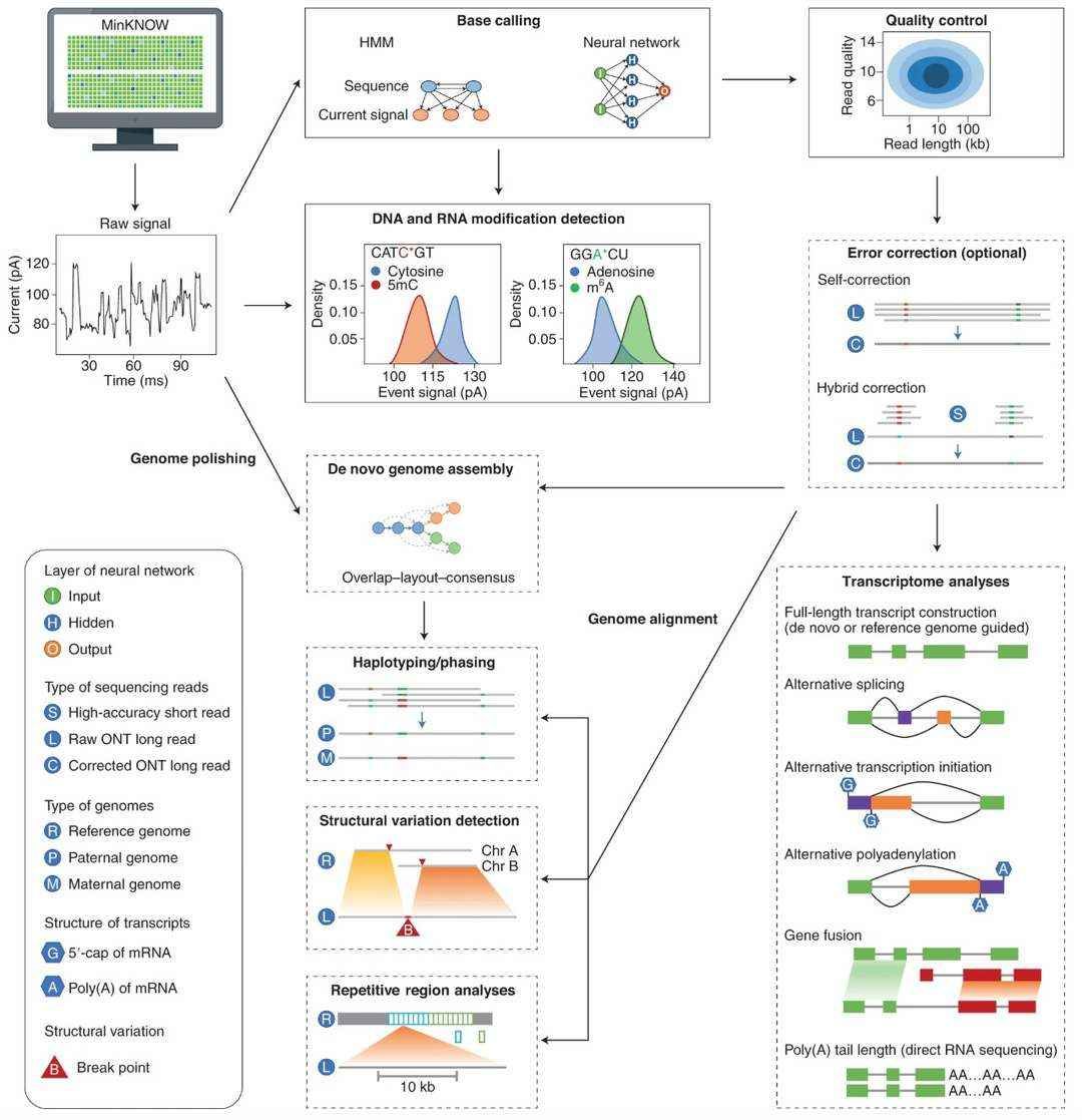ONT sequencing data processing methods (Wang et al., 2021)