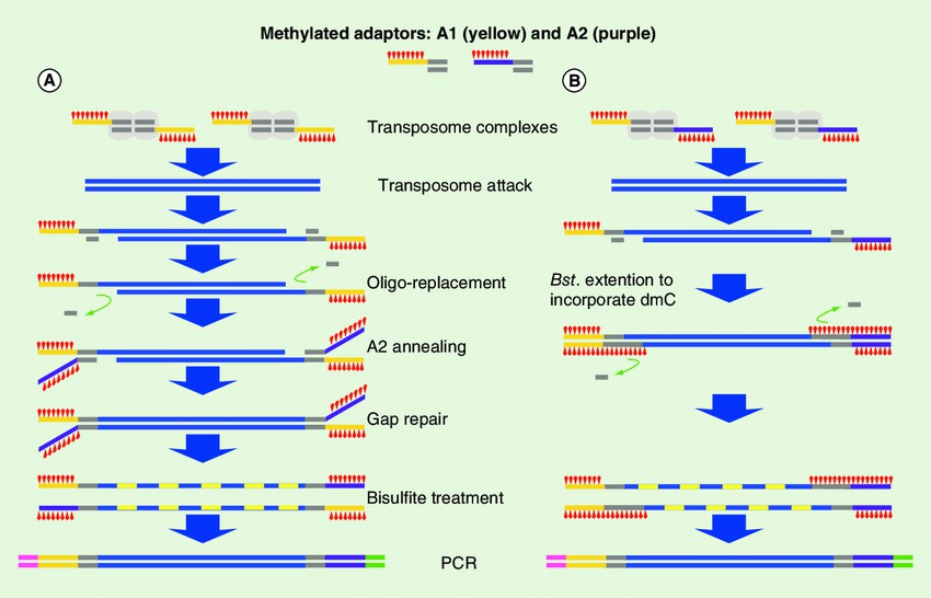 The modified tagementation-based whole genome bisulfite sequencing method.