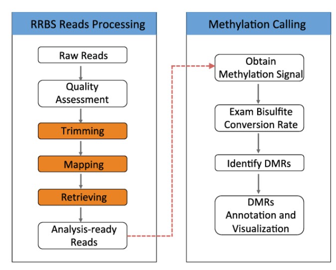 Schematic view of the RRBS sequencing analysis workflow.