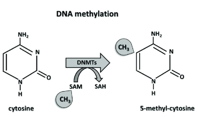The mechanism of DNA methylation.Marzena