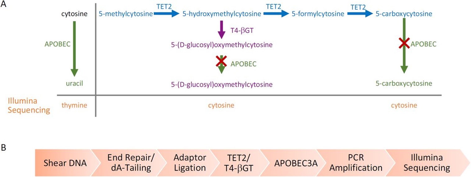 Enzymatic Methyl-seq mechanism and workflow. (Romualdas et al., 2021)