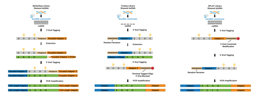 WGBS analysis based on bisulfite treatment (Gong et al., 2022)