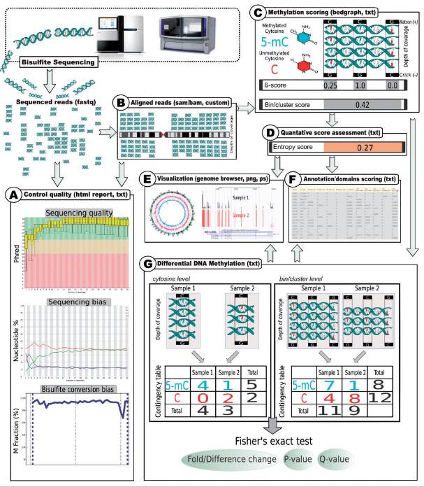 Workflow of WGBS analysis (Adusumalli et al., 2014)