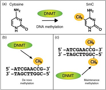 What is DNA Methylation