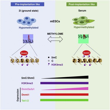 Whole-Genome Bisulfite Sequencing of DNA Methylomes of Mouse Embryonic Stem Cells 