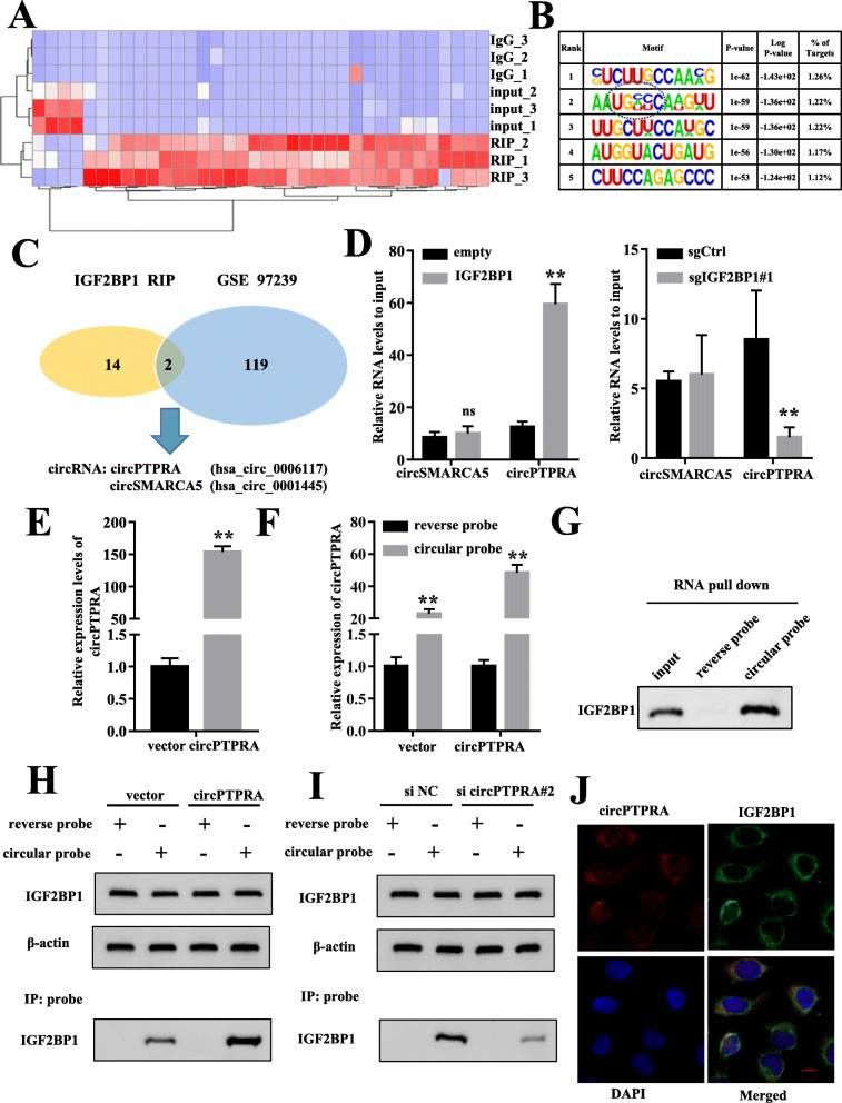 RIP-seq identified circRNA interacting with IGF2BP1 (Xie et al., 2021)