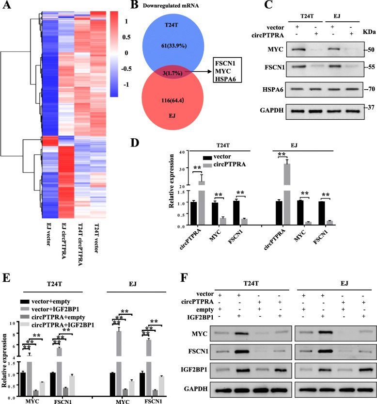circPTPRA interacts with IGF2BP1 via its KH domain (Xie et al., 2021)
