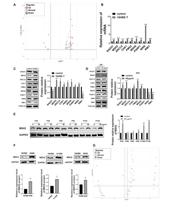 Screening and expression analysis of MSH2 protein and circ_0025373 in CBNP-induced malignantly transformed cells (Zhang et al., 2024)