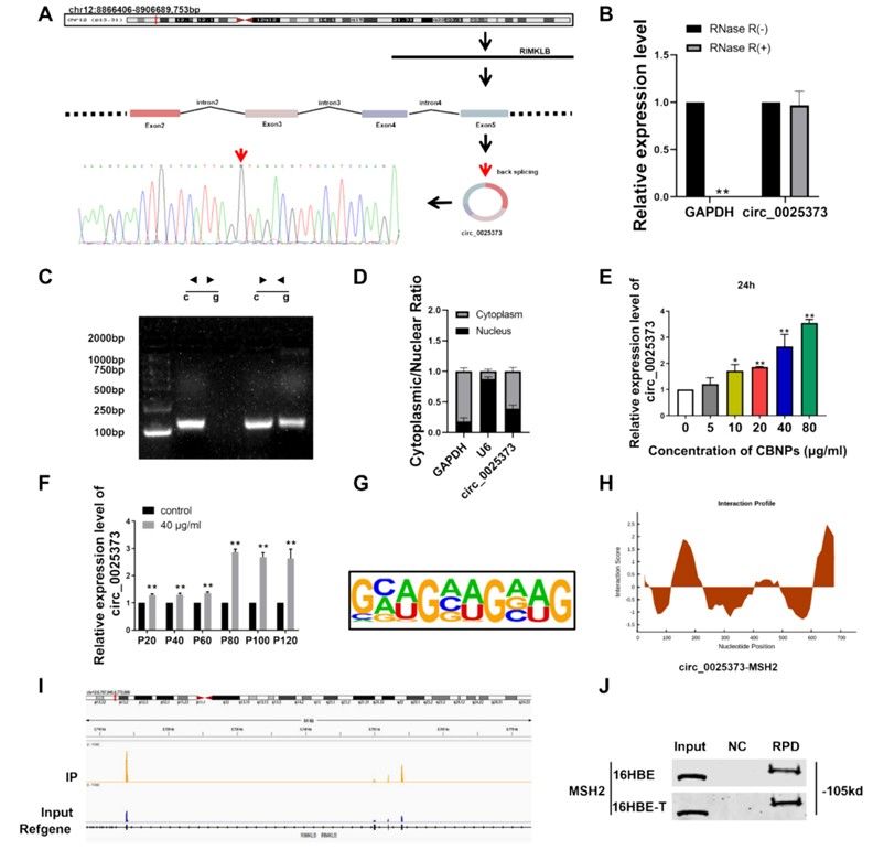 MSH2 protein is directly bound by Circ_0025373 (Zhang et al., 2024)