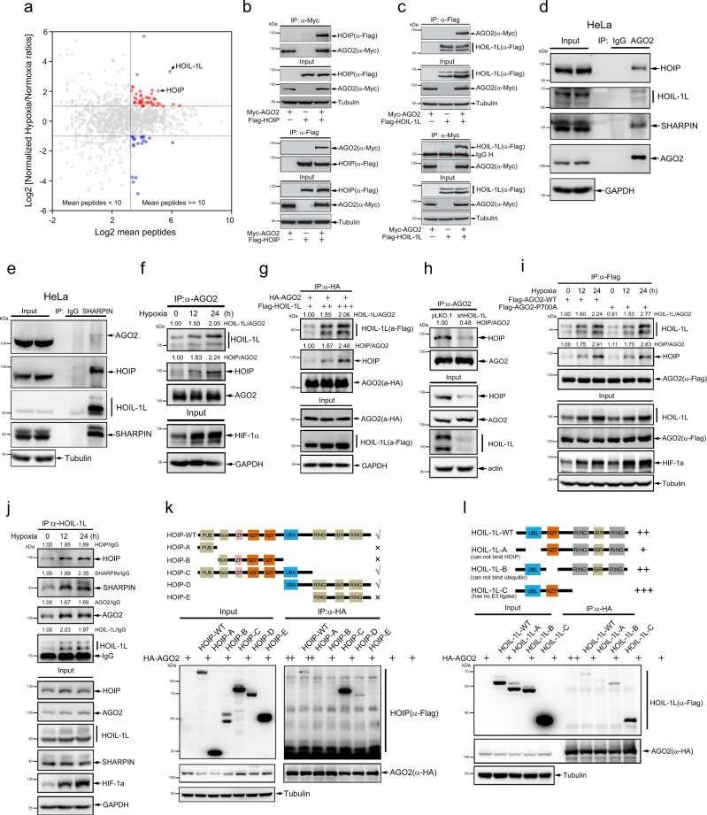 Low-oxygen conditions enhance the association between AGO2 and LUBAC (Zhang et al., 2021)