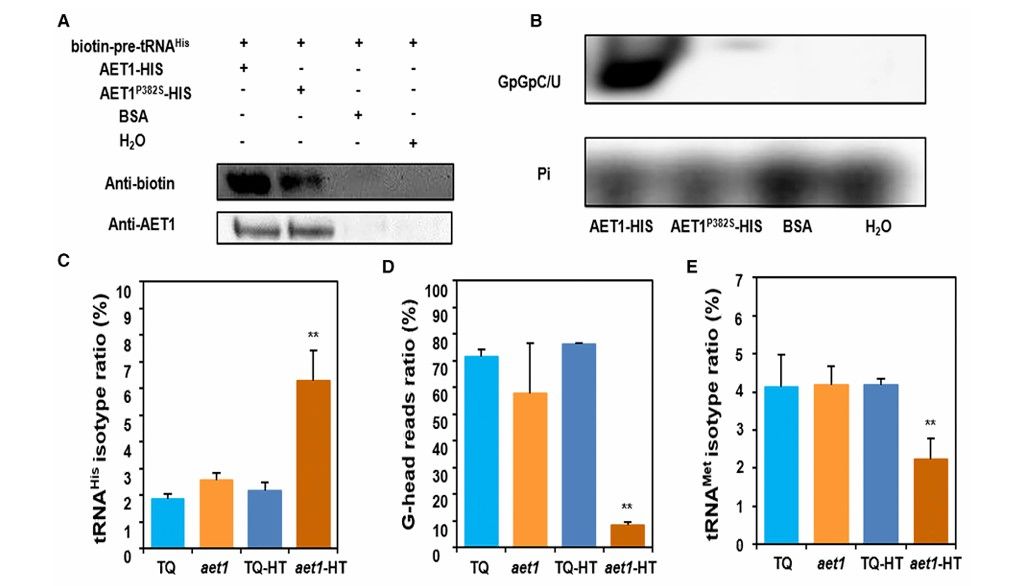 In vitro, the aet1 mutation eliminates the guanylyltransferase activity of AET1, and in vivo, it disrupts the tRNA profile (Chen et al., 2019)