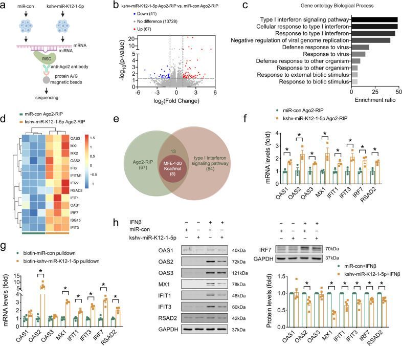 The lFN signaling pathway was targeted by kshv-miR-K12-1-5p (Zhao et al., 2023)