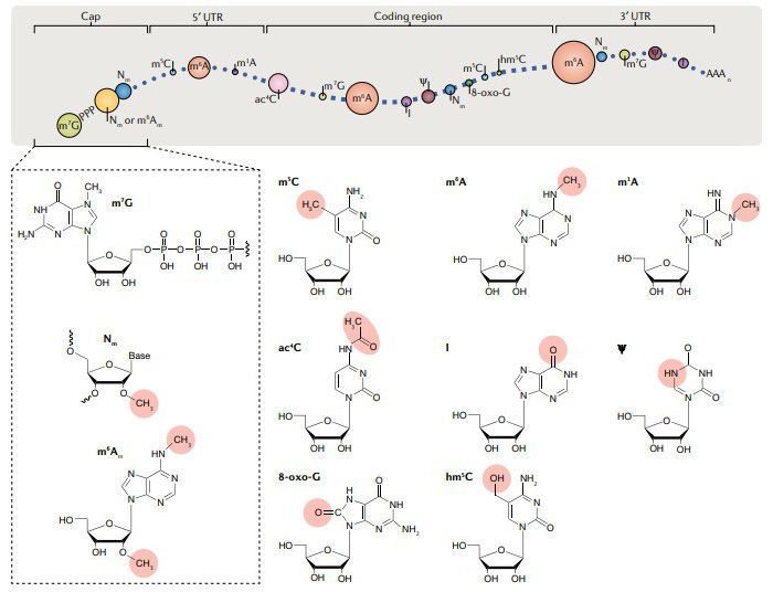 Summary of Additional Nucleotide Modifications Found in mRNA. (Zaccara S, et al., 2019)