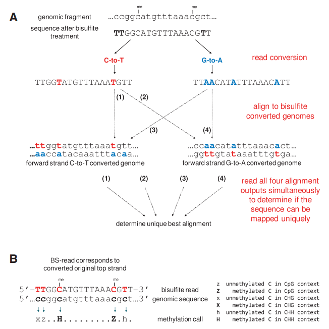 RRBS Data Analysis: Workflow, Tools, and Biological Insights into DNA Methylation