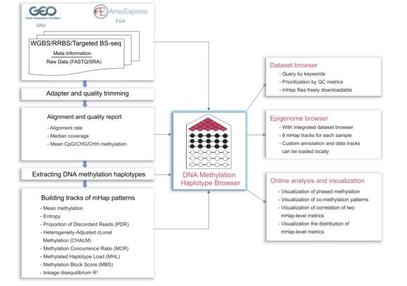 Different modules uesd for data analysis in mHapBrowser (Hong et al., 2024)