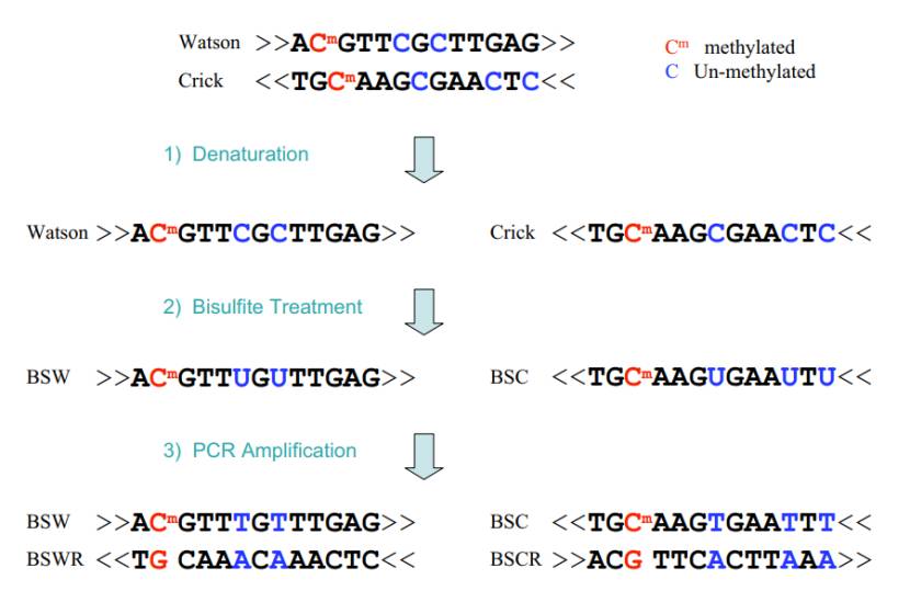 Detection method of RRBS (Xi et al., 2009)