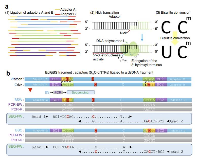 Method design and results of RRBS (Thomas et al., 2016)