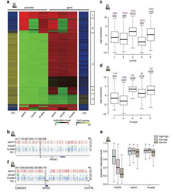 Speciﬁc hypomethylated genic and intergenic regions in different samples (Li et al., 2018)
