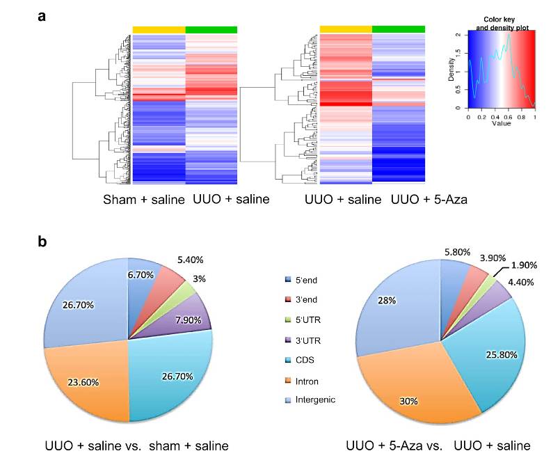 Different profiles of DNA methylation in UUO kidneys (Xiao et al., 2024)