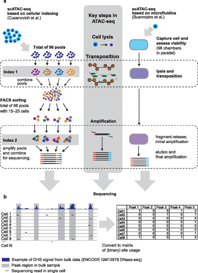 Single-Cell ATAC-Seq (scATAC-Seq): Definition, Workflow, and Applications