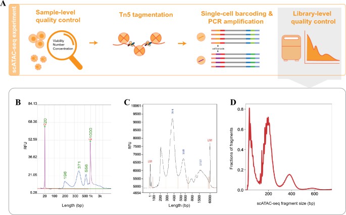 Overview of the general workflow and quality control steps in a standard scATAC-seq experiment. (Shi, P., et al., aBIOTECH, 2022)