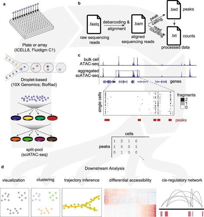Schematic representation of the single-cell ATAC-seq assay process and subsequent analysis steps. (Chen, H., et al., Genome Biol, 2019)