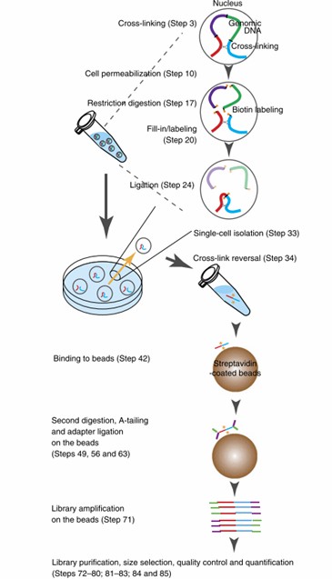 Single-Cell Hi-C: Unveiling Chromosome Structure and Its Applications in Genomic Research