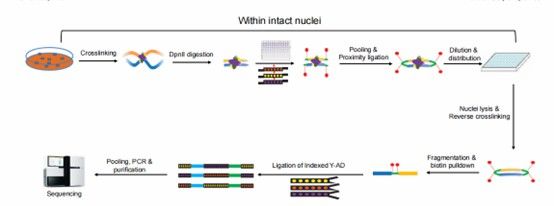 Step-by-step process of the sci-Hi-C technique (Ramani et al., 2020)