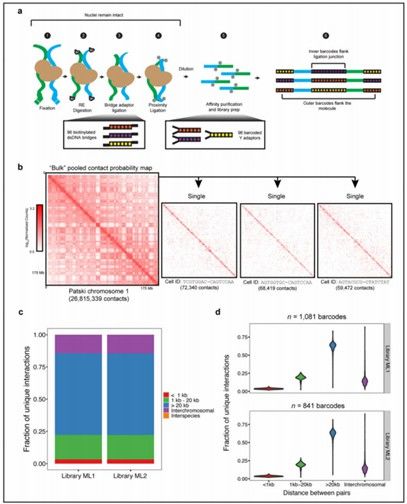 Integration of combinatorial indexing with in situ Hi-C for generating single-cell Hi-C maps from bulk Hi-C data (Ramani et al., 2017)