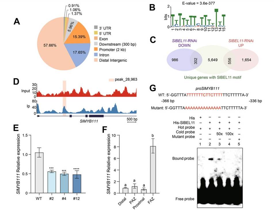 The Applications of DAP-seq Technology