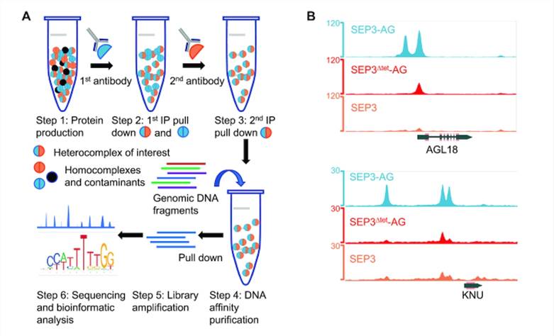 Seq-DAP-seq workflow and data analysis. 
