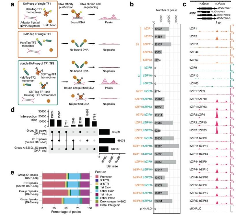 Systematic identification of bZIP C/S1 bZIP homodimer and heterodimer binding sites by DAP-seq and dDAP-seq