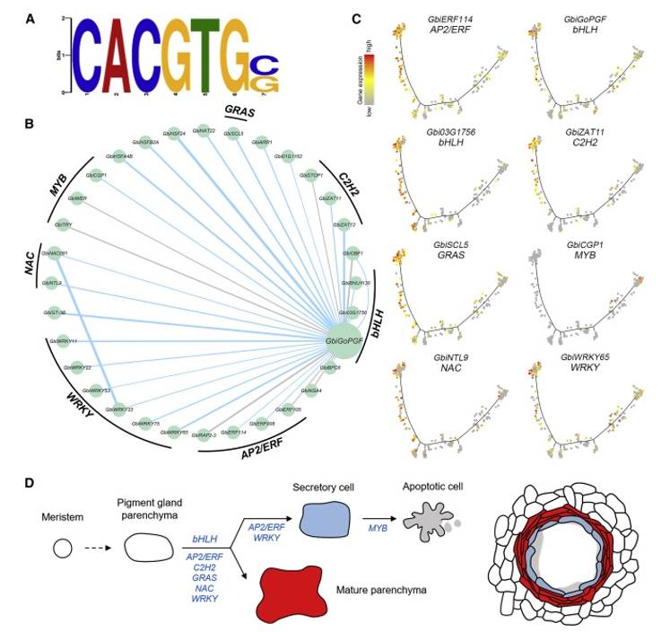 TF regulatory network of pigment gland cell development (Sun et al., 2023)