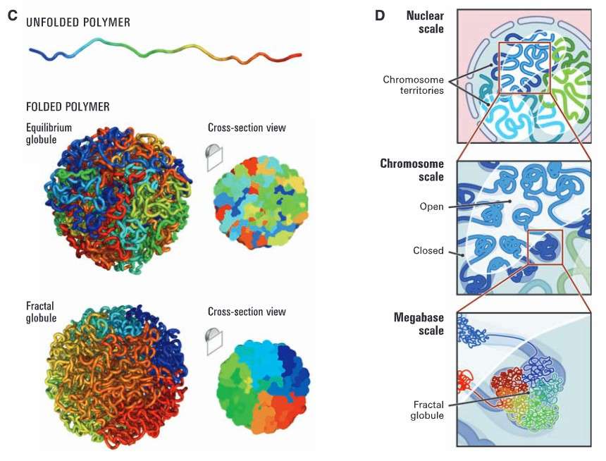 The Future of 3D Genomics: Exploring Innovative Applications of Hi-C Technology