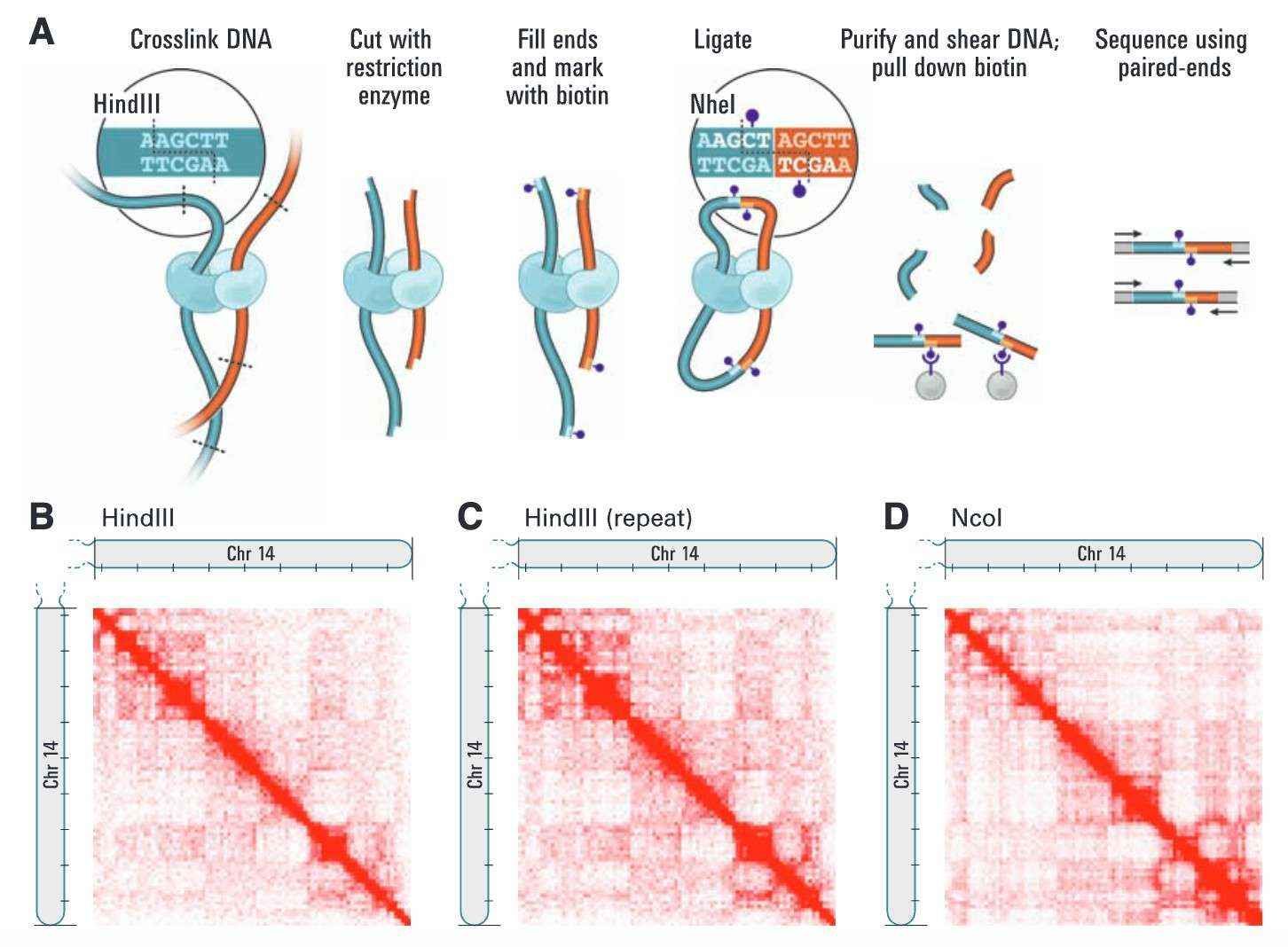 Step-by-step process of the sci-Hi-C technique (Ramani et al., 2020)