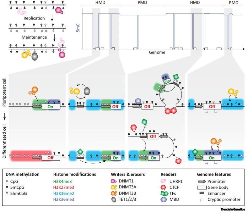 Key concepts of DNA methylation gene regulation (Mattei et al., 2022)